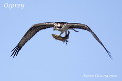 Sandy Wool Lake Osprey 12-14-2020