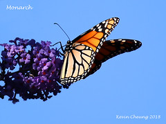 Monarch Butterfly 2018