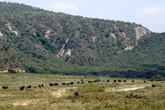 Great Rift Valley, Kenya (Naivasha)