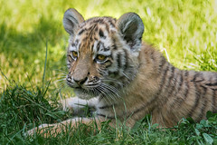 Tiger Cubs 2021