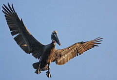 Brown Pelicans - FL