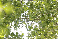 5-6-2021 Blackburnian Warbler (Setophaga fusca)