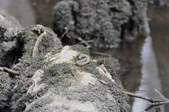 3-25-2021 Banded Watersnake (Nerodia fasciata)