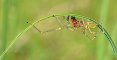 Araignées - Spiders