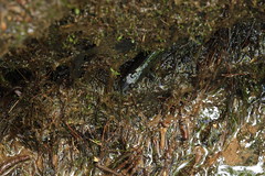 5-20-2021 Blackbelly Salamander (Desmognathus quadramaculatus)