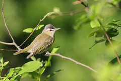 5-6-2021 Red-eyed Vireo (Vireo olivaceus)