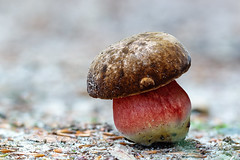 Mushrooms 2021