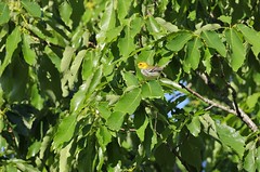 5-6-2021 Black-throated Green Warbler (Setophaga virens)