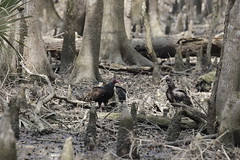 3-25-2021 Turkey Vulture (Cathartes aura) and Black Vulture (Coragyps atratus)