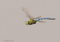Libellulles / Dragonflies