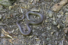 5-13-2021 Eastern Worm Snake (Carphophis amoenus amoenus)