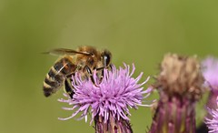 Bees & wasps