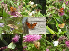 Big Butterfly Count 2021 - Kent