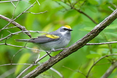 Golden Winged Warblers