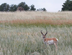 Deer & Antelope 