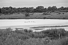 North Cave Wetlands East Yorkshire 27 June 2021 in Monochrome
