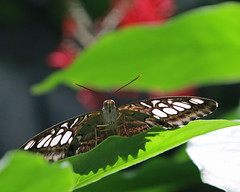 Butterflies - DBP