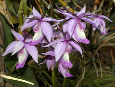 orchid species i've bloomed #24 (full)