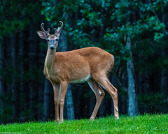 Whitetail Deer