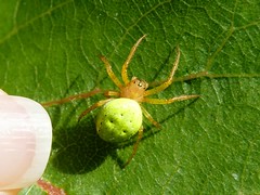 Epeire concombre - Cucumber green spider
