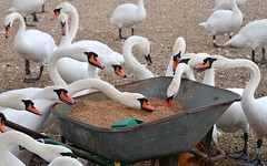 Abbotsbury Swannery and nearby RSPB reserves. near Weymouth, Dorset. - 