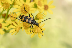 COLEOPTERA (Beetles)