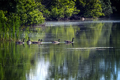 Ducks, Geese, Wild Turkeys and Swans