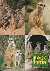 Zoo Karten