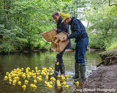 Yorkshire Day Duck Race in Uppermill, Saddleworth 2021