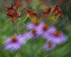 Photo Impressionism - Flowers and Botanicals