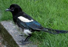 Corvidae - Crows, jays, and magpies - Kråkfåglar