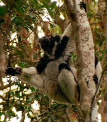 Madagascar 1995