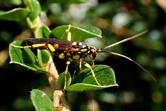 Ichneumonoidea - Ichneumon Wasps