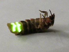 Ver luisant - Glow-worm