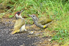 Woodpecker ( Green )