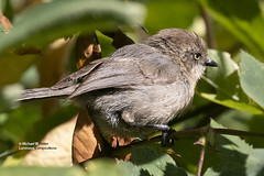 Bird Families: Long-tailed Tits (Aegithalidae)