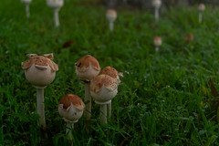 mushrooms and plants