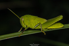 Grasshoppers, locusts, katydids Hong Kong