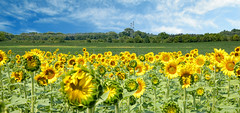 2021-Burnside Sunflower  Farm