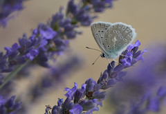 Butterflies of France
