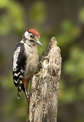 Woodpeckers2021