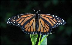 Things In My Yard - Monarch Butterflies