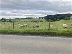 Lambs and sheep grazing 29 June 2021