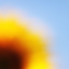 Sunflowers 2021