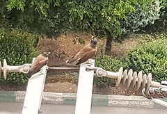 birds of Iran
