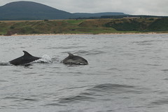 CRRU dolphin survey August 10th 2021