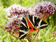 Ecaille chinée - Jersey Tiger Moth