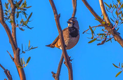 Birds of the Mallee