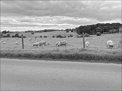 Lambs and sheep grazing in monochrome