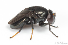Diptera: Brachycera: Ephydridae
